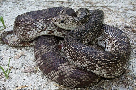 Pine Snake Louisiana: Local Species Information