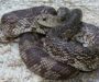 Pine Snake Louisiana: Local Species Information