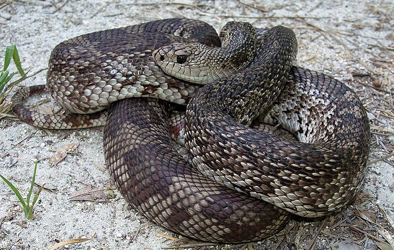 Pine Snake Louisiana: Local Species Information