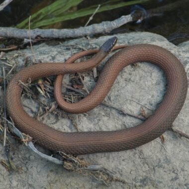 Pine Snake Michigan: Local Species Guide & Information