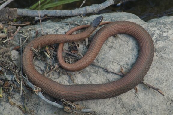 Pine Snake Michigan: Local Species Guide & Information