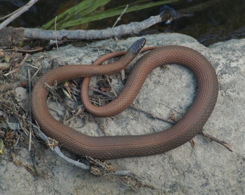 Pine Snake Michigan: Local Species Guide & Information