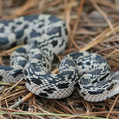 Pine Snake NC: Complete Guide to Regional Species