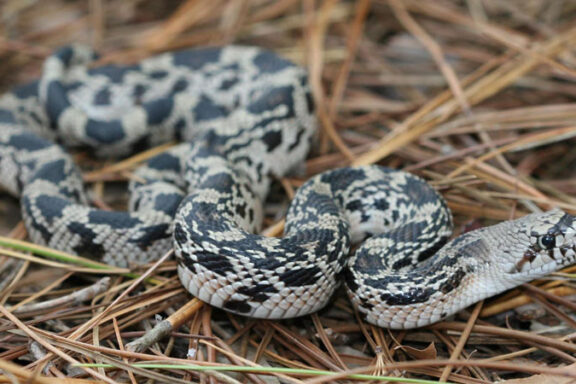 Pine Snake NC: Complete Guide to Regional Species