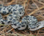 Pine Snake NC: Complete Guide to Regional Species