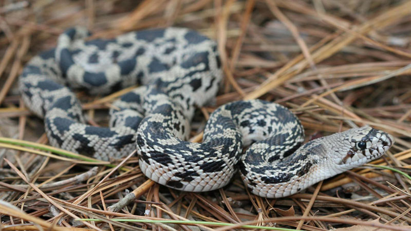 Pine Snake NC: Complete Guide to Regional Species