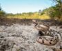 Pine Snake New Jersey: Conservation & Natural History