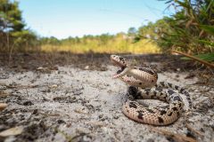 Pine Snake New Jersey: Conservation & Natural History