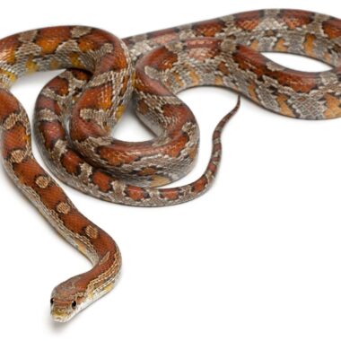 Pine Snake Size: Growth Patterns & Adult Dimensions