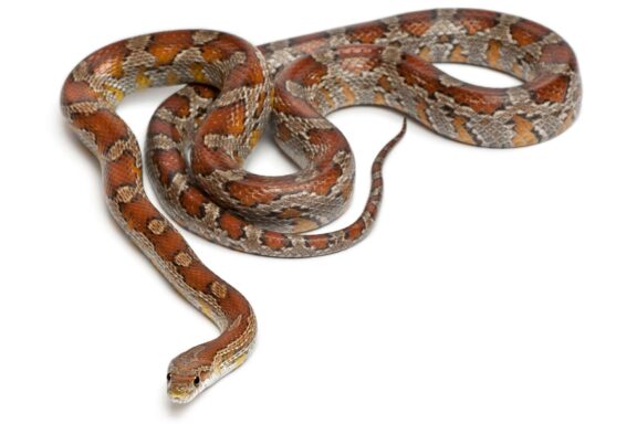 Pine Snake Size: Growth Patterns & Adult Dimensions