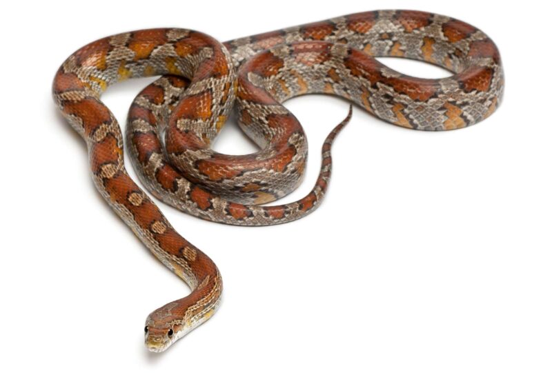 Pine Snake Size: Growth Patterns & Adult Dimensions