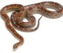 Pine Snake Size: Growth Patterns & Adult Dimensions