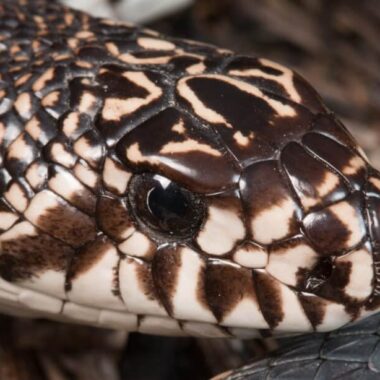 Pine Snake Tennessee: Regional Guide & Information