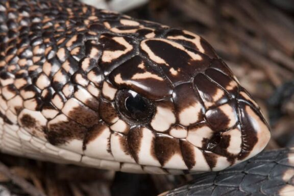 Pine Snake Tennessee: Regional Guide & Information