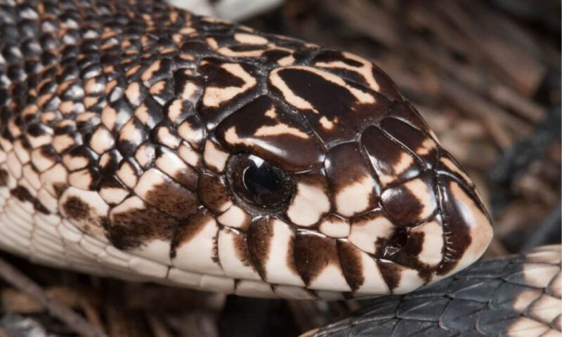 Pine Snake Tennessee: Regional Guide & Information