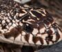 Pine Snake Tennessee: Regional Guide & Information