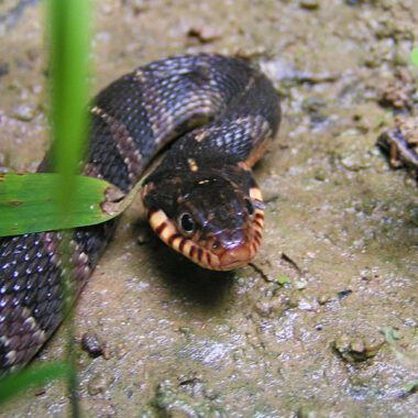 Plain-bellied Water Snake: Species Details