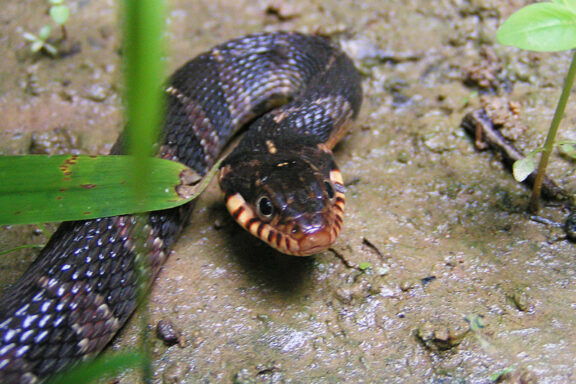 Plain-bellied Water Snake: Species Details