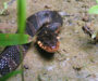 Plain-bellied Water Snake: Species Details