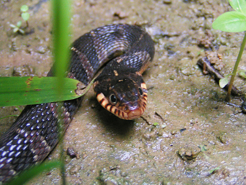 Plain-bellied Water Snake: Species Details