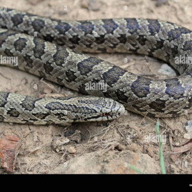 Prairie King Snake: Grassland Species Overview