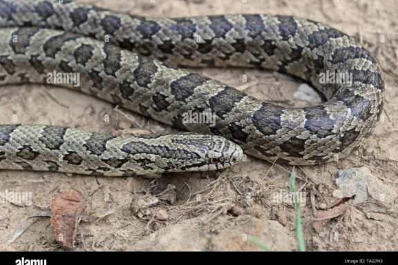 Prairie King Snake: Grassland Species Overview