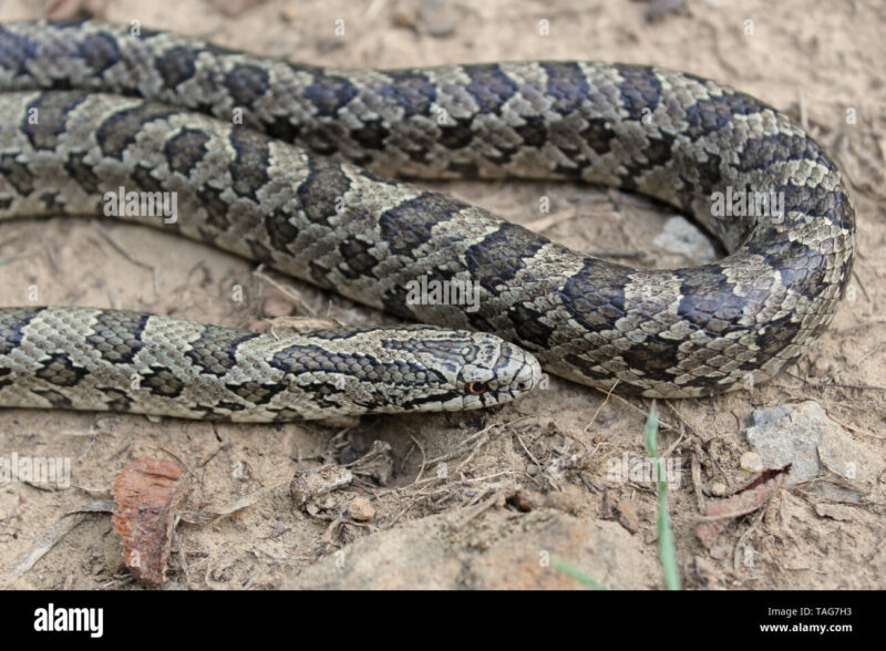 Prairie King Snake: Grassland Species Overview