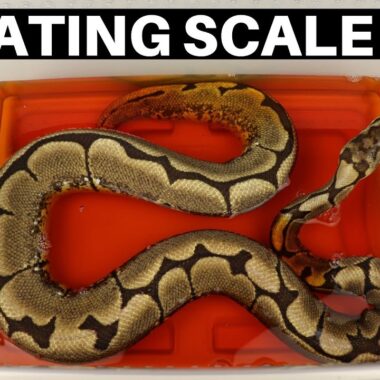 Preventing and Treating Ball Python Scale Rot