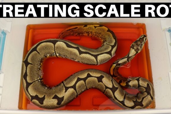 Preventing and Treating Ball Python Scale Rot