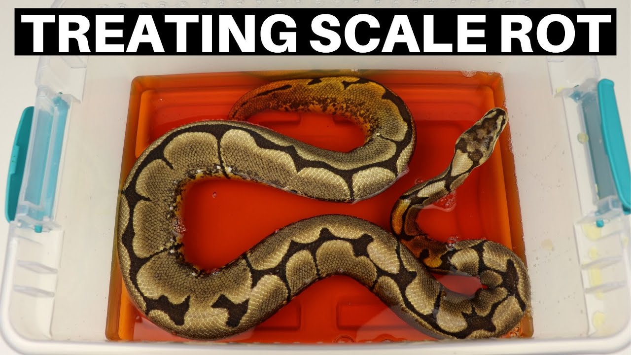 Preventing and Treating Ball Python Scale Rot