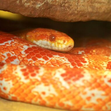 Proper Lighting for Corn Snake Enclosures