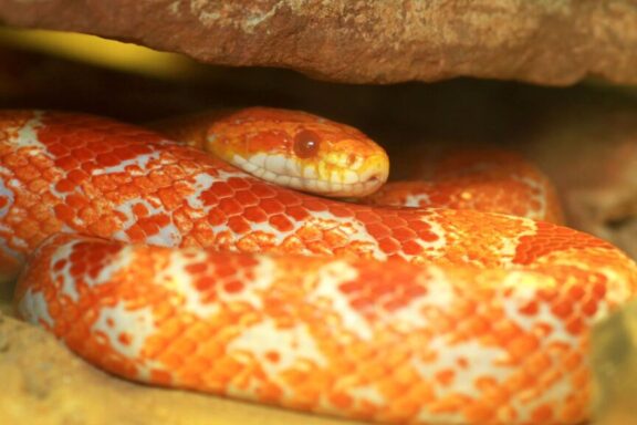 Proper Lighting for Corn Snake Enclosures