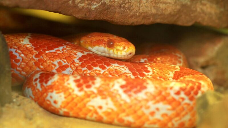 Proper Lighting for Corn Snake Enclosures