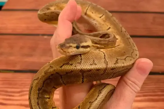 Proper Techniques for Handling Ball Pythons