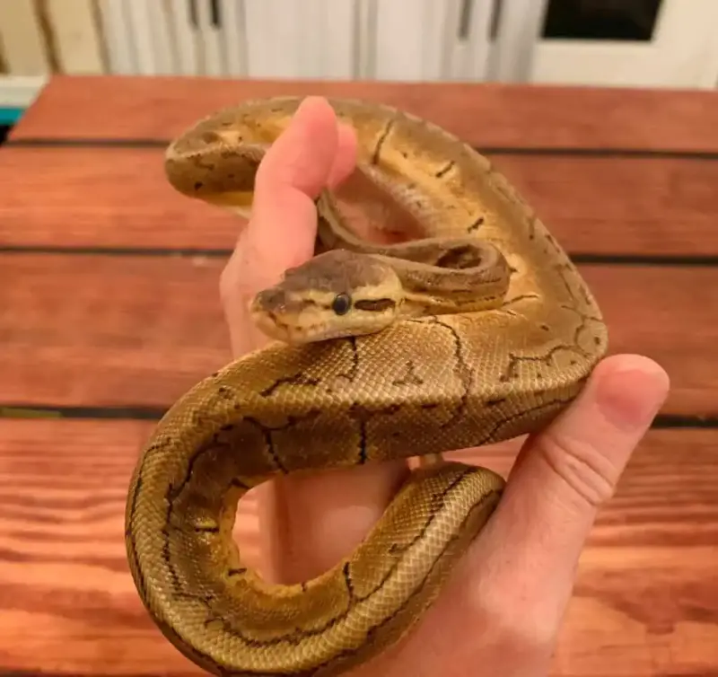 Proper Techniques for Handling Ball Pythons