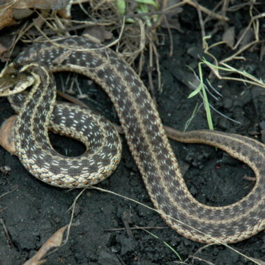 Rattlesnake vs Garter Snake: Key Differences