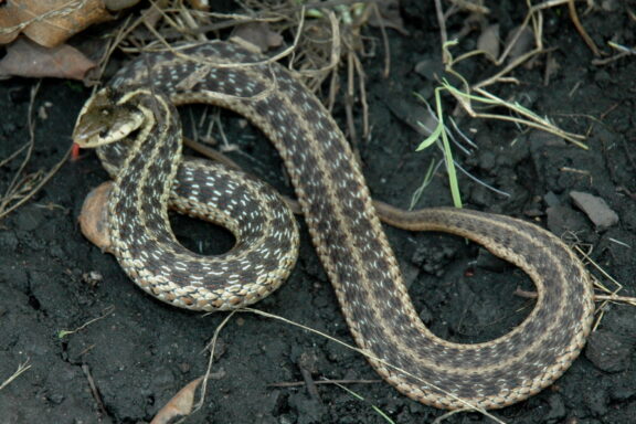 Rattlesnake vs Garter Snake: Key Differences