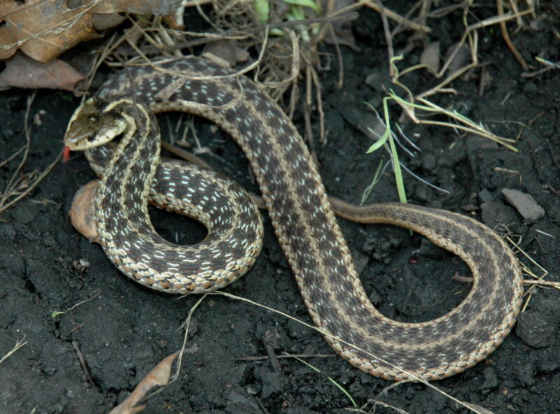 Rattlesnake vs Garter Snake: Key Differences