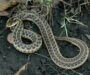 Rattlesnake vs Garter Snake: Key Differences