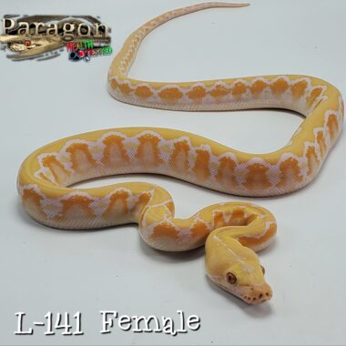 Reticulated Python Albino: Classic White Morph Guide