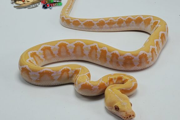 Reticulated Python Albino: Classic White Morph Guide