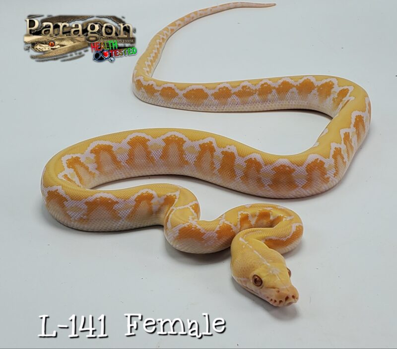 Reticulated Python Albino: Classic White Morph Guide