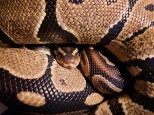 Reticulated Python Care: Essential Guide