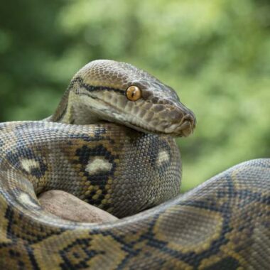 Reticulated Python Diet: Human Risk Guide