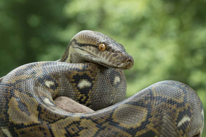 Reticulated Python Diet: Human Risk Guide