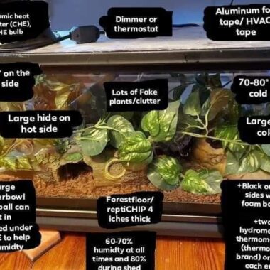 Reticulated Python Enclosure: Setup Guide