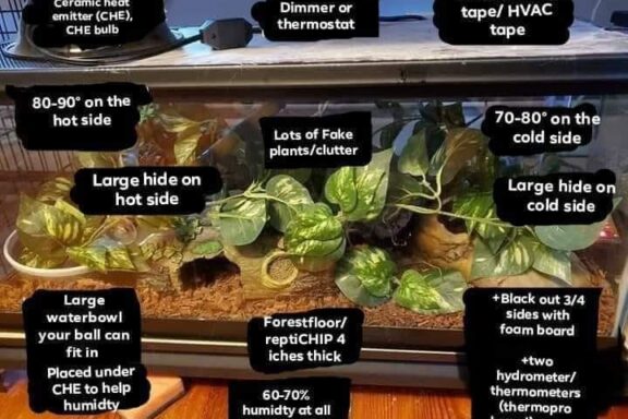 Reticulated Python Enclosure: Setup Guide