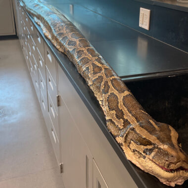 Reticulated Python Florida: Range & Impact Guide