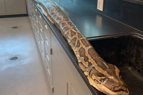 Reticulated Python Florida: Range & Impact Guide