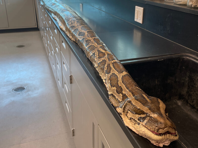 Reticulated Python Florida: Range & Impact Guide